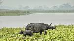 1467704314_0kaziranga 1.jpg